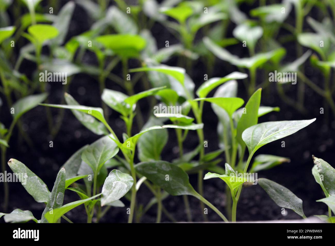 Home seedlings, plants, seedlings of young bell pepper growing in ...