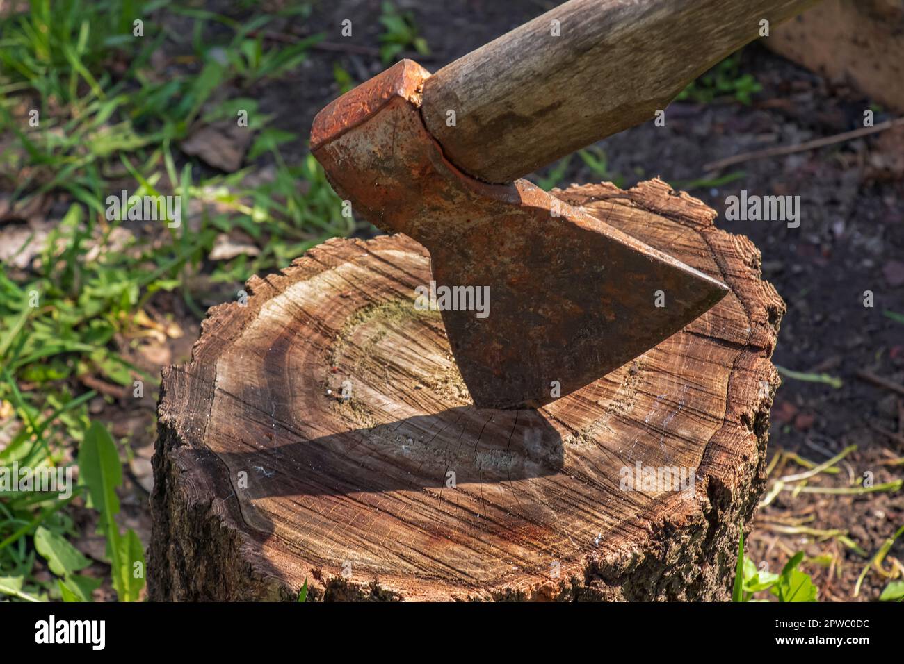 The wood chopper sticks out in wooden hemp. Ax and ax handle. Woodworking. Deforestation by a