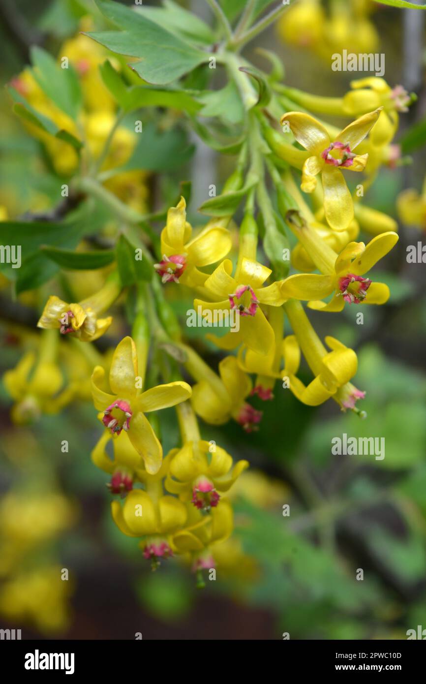 Beautiful, bright flowering fruit bush currant with yellow interesting
