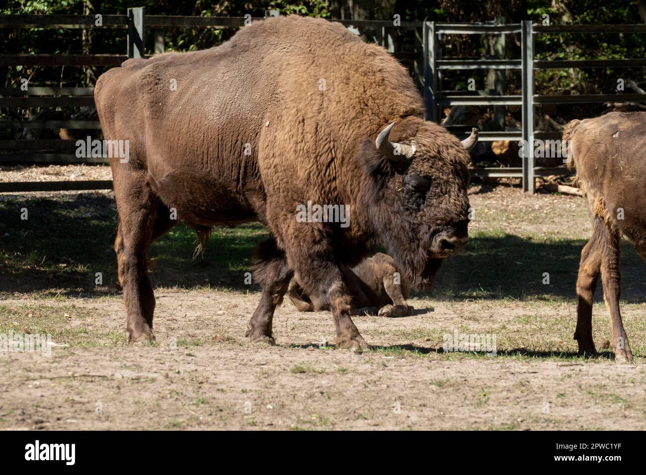 Wisent, europäisches Bison im öffentlichen Tierpark Oberwald Karlsruhe Stock Photo