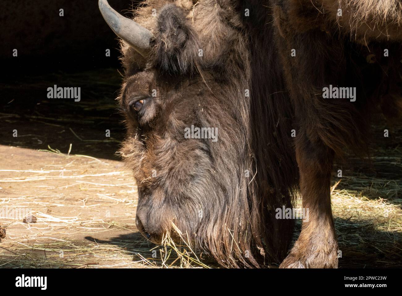 Wisent, europäisches Bison im öffentlichen Tierpark Oberwald Karlsruhe Stock Photo