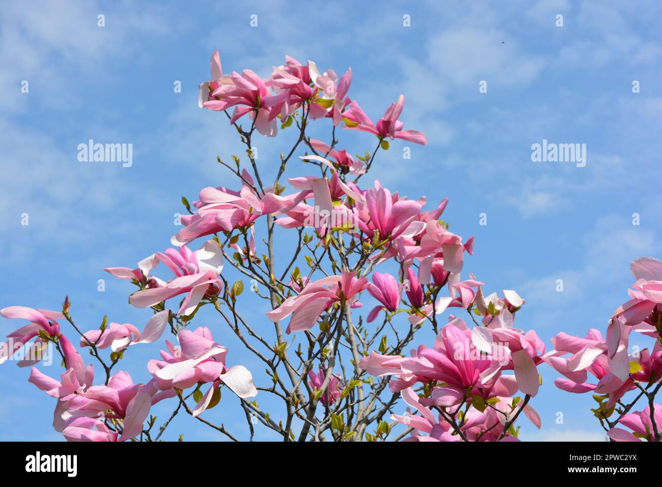 Bright large pink, pale pink buds of a blooming magnolia against the background of a blue sky in the park area of the city of Dnipro, Ukraine. Stock Photo