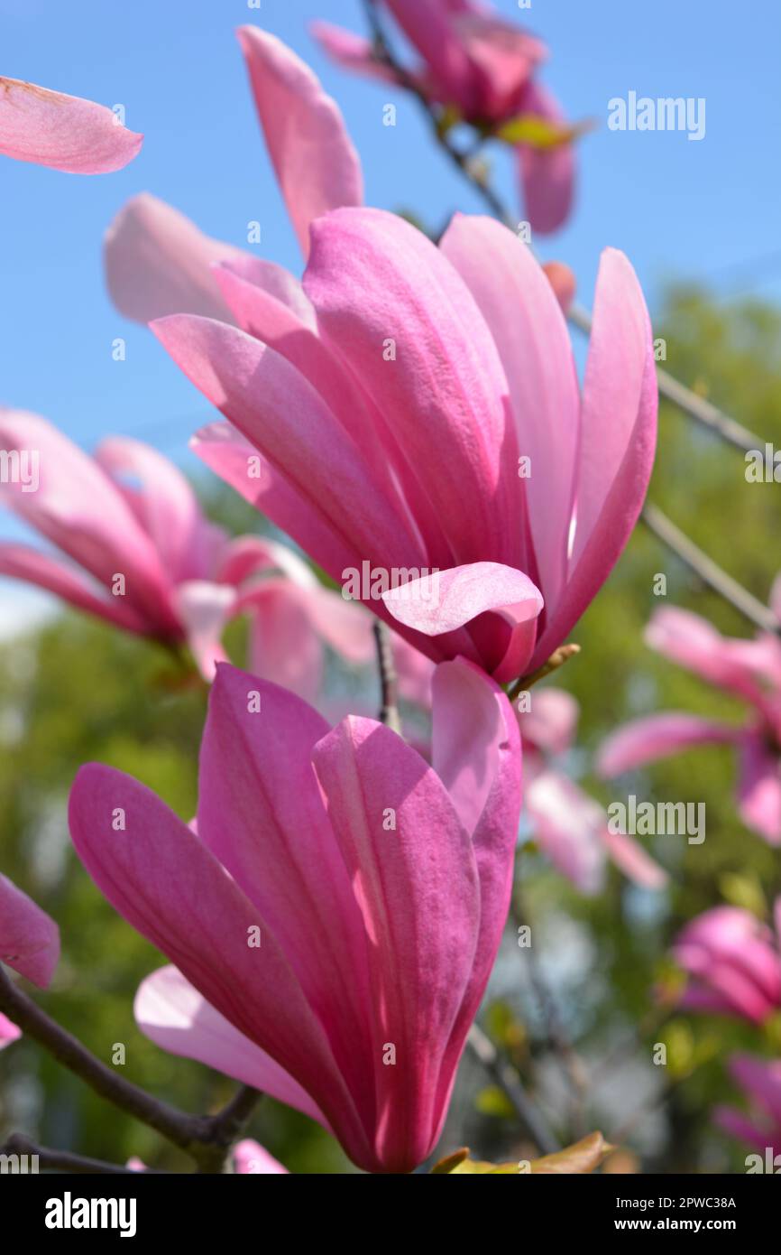 Bright large pink, pale pink buds of a blooming magnolia against the background of a blue sky in the park area of the city of Dnipro, Ukraine. Stock Photo
