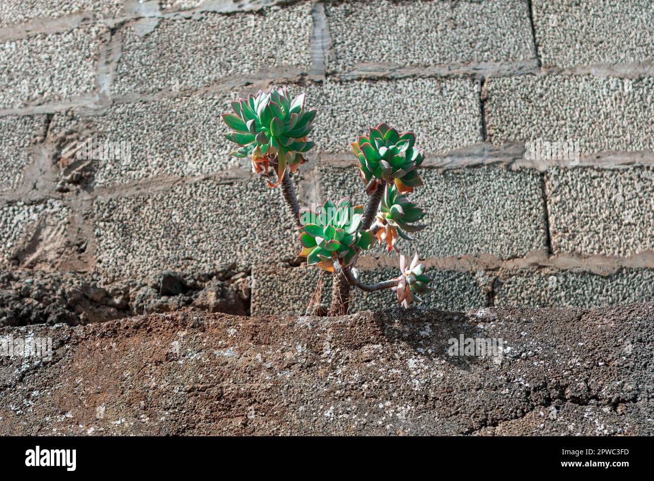 Plant growing in the stones . Powerful nature concept Stock Photo - Alamy