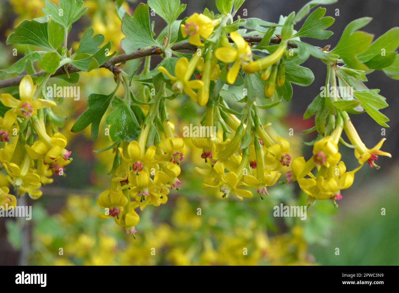 Beautiful, bright flowering fruit bush currant with yellow interesting