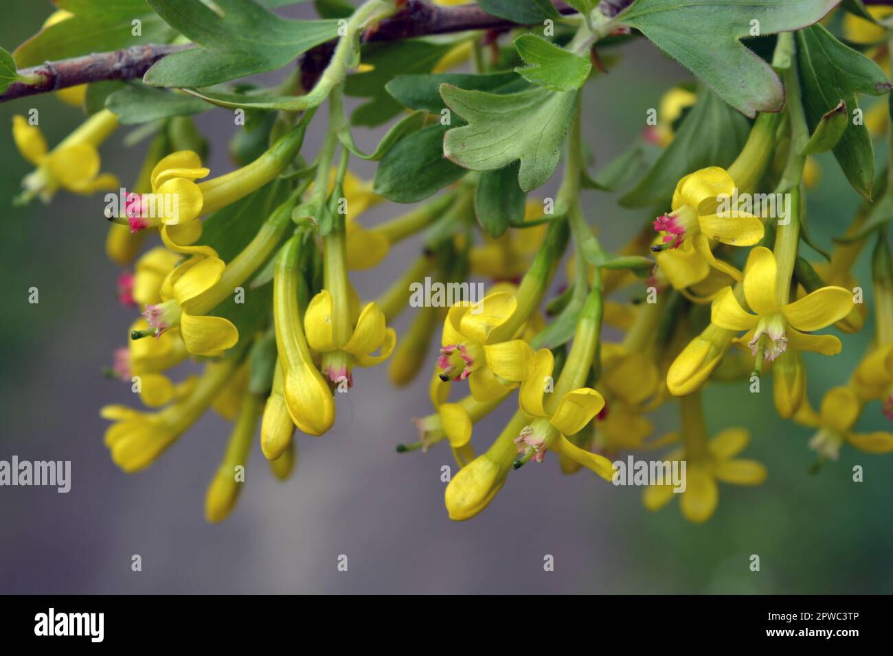 Beautiful, bright flowering fruit bush currant with yellow interesting