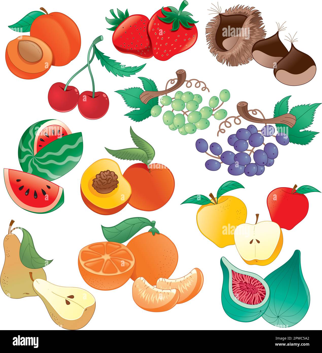 Lot of seasonal fruit vector and coloured illustration. Isolated