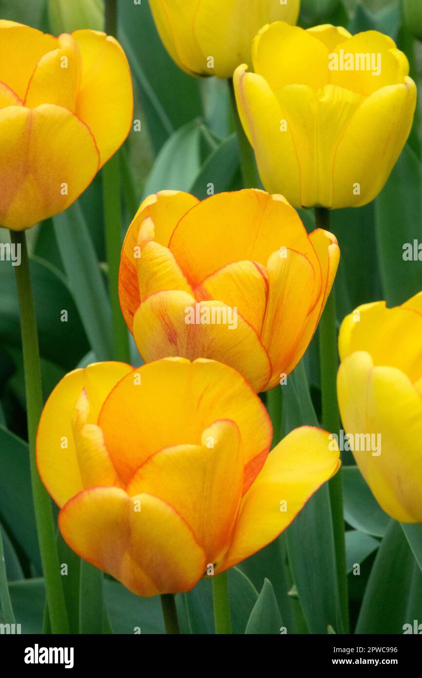 Tulipa 'Blushing Apeldoorn', Yellow Tulips, April, Darwin Tulip, Liliaceae Stock Photo