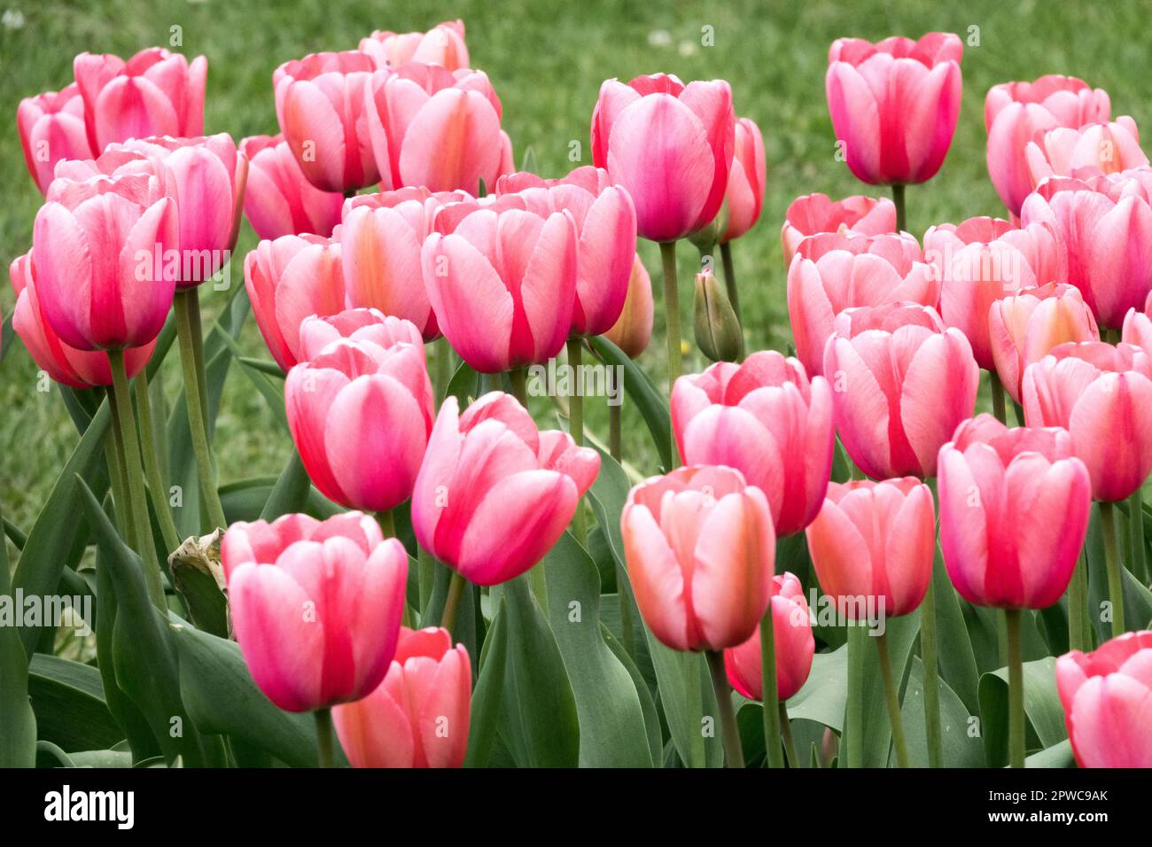 Pink Tulips, Darwin hybrid Tulip, Tulipa 'Pink Impression' Stock Photo