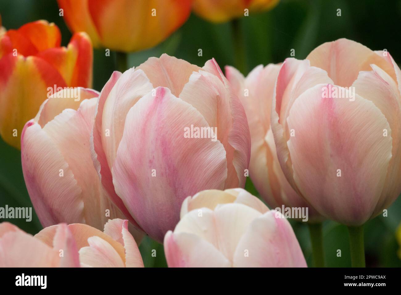 Darwin hybrid Tulip, Creamy, Tulips, Tulipa 'Van Eijk Salmon' Stock Photo