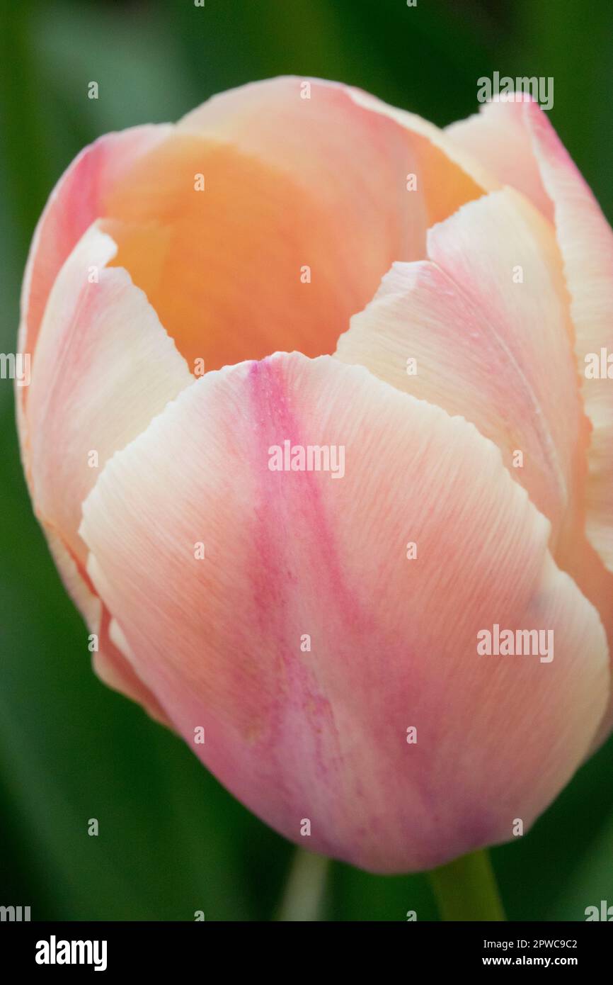 Portrait of Tulipa 'Van Eijk Salmon', Flower, Tulip, Bloom, Cultivar, Darwin hybrid Stock Photo