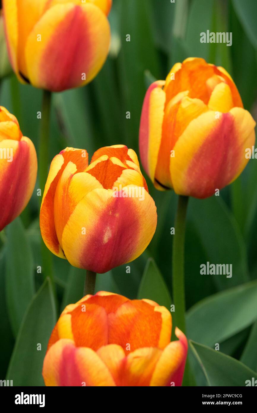 Darwin Tulip, Bloom, Tulipa 'Apeldoorns Elite' Stock Photo