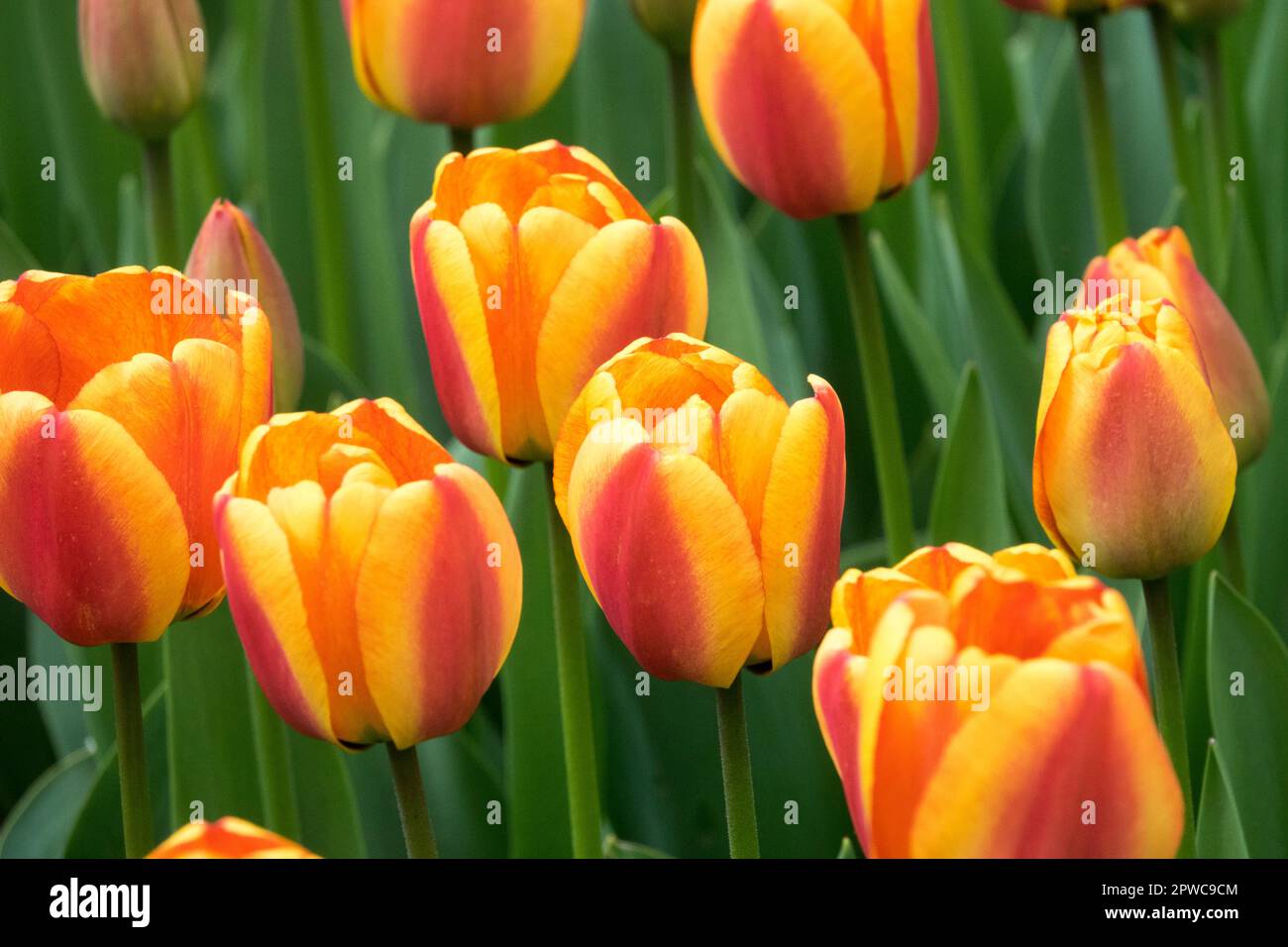 Spring Tulips, Tulipa 'Apeldoorns Elite', Flowers Stock Photo