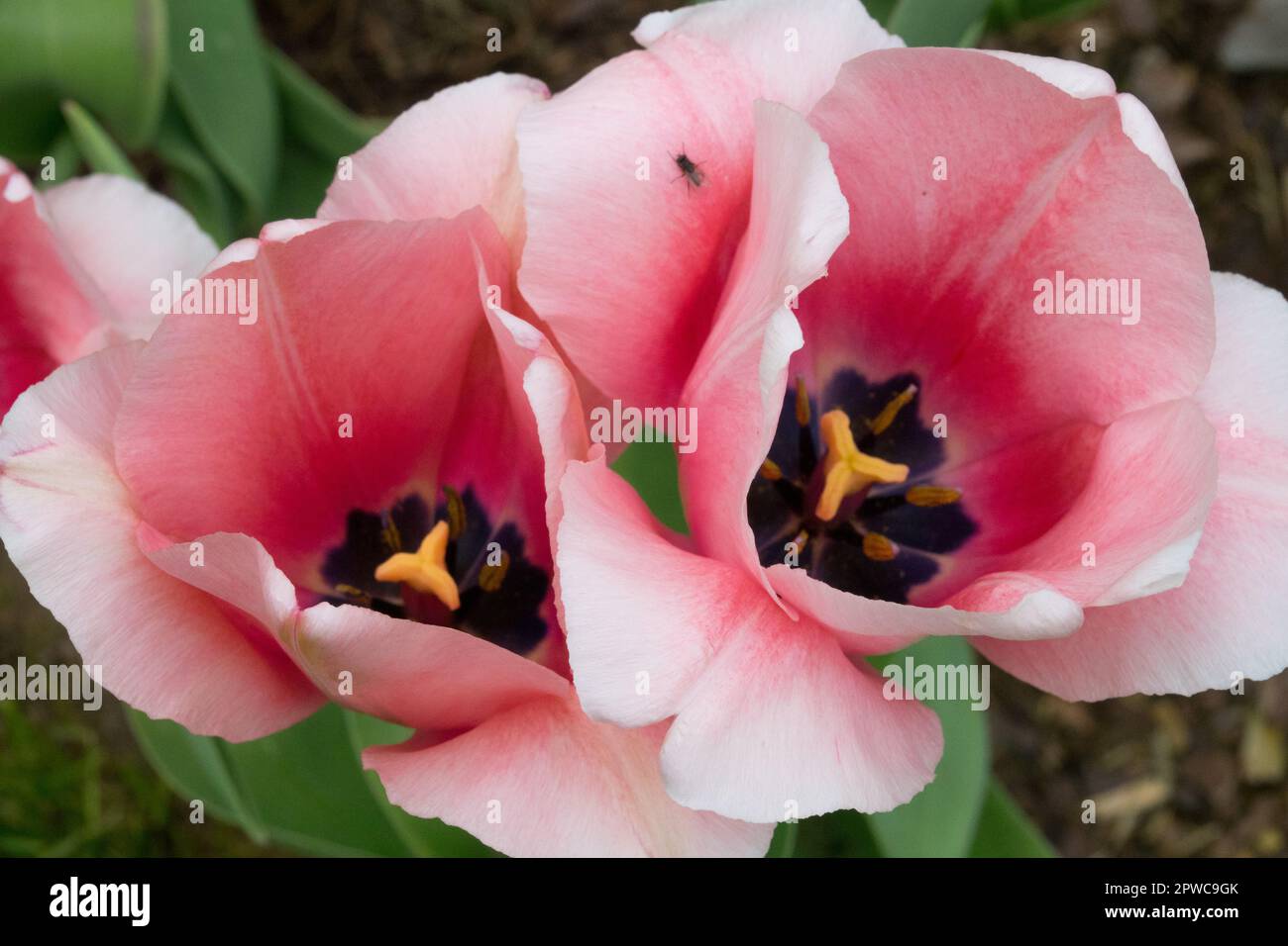 Tulip 'Apricot Impression', Tulipa, Pink, Tulips, Open, Blooms, Darwin hybrid Stock Photo