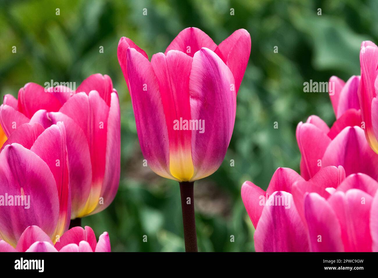 Beautiful, Pink, Tulips, Darwin hybrid Tulip, Bloom, Tulipa 'Light and Dreamy' Stock Photo