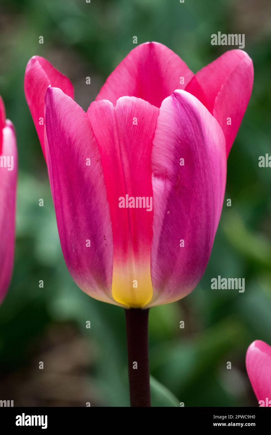 Beautiful, Pink Tulip, Flower, Portrait, Tulipa 'Light and Dreamy' Stock Photo
