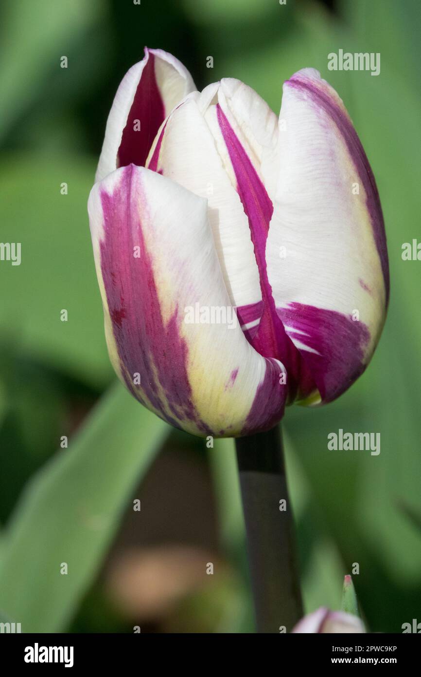 Triumph Tulip, Tulipa 'Zurel', White Purple Flower, Portrait Stock Photo
