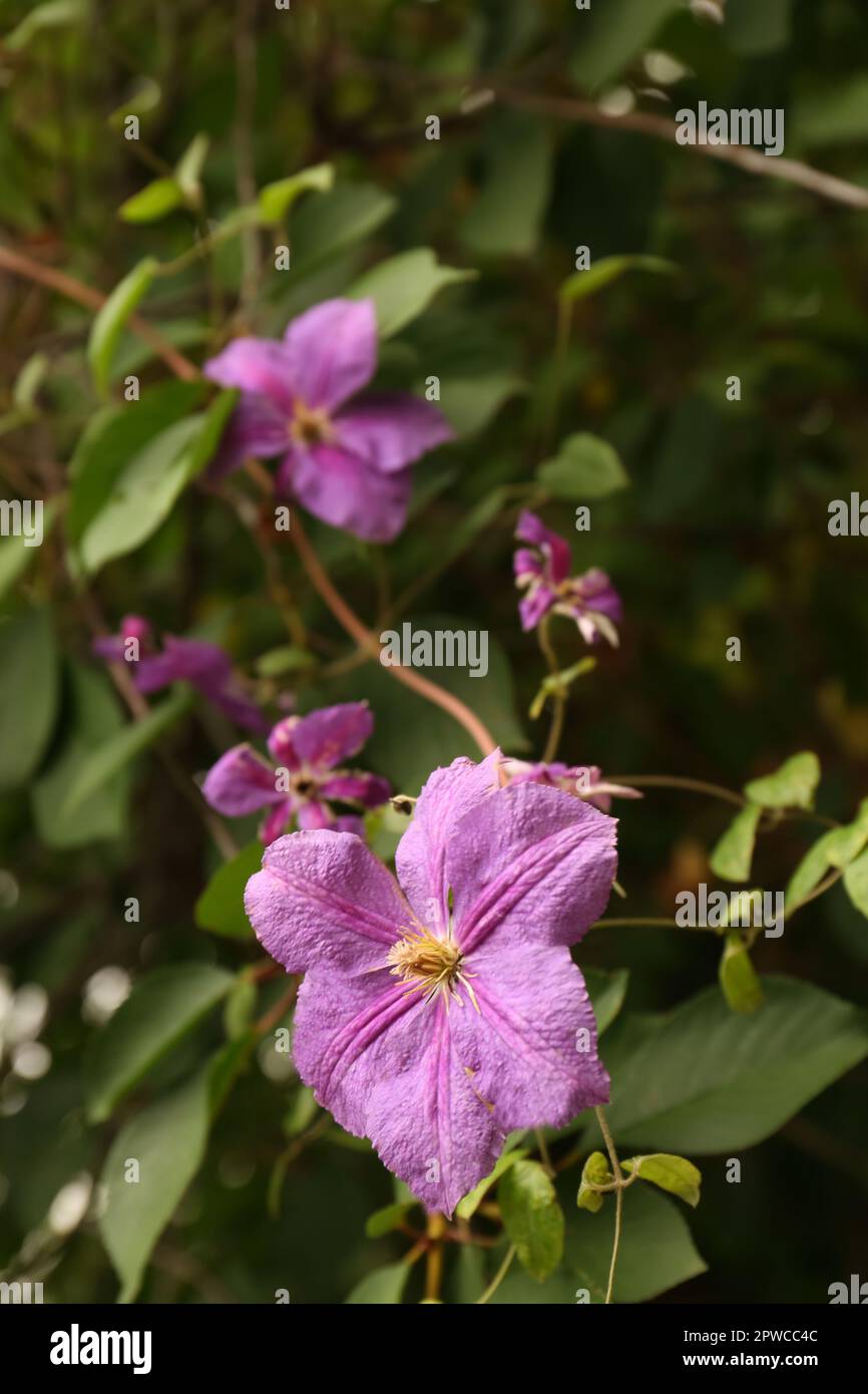 Vine plant with beautiful flowers and green leaves outdoors Stock Photo