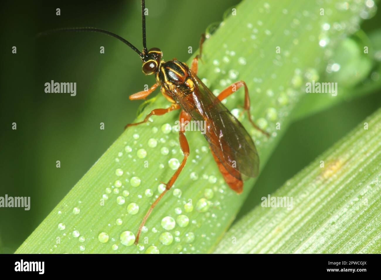 Parasitoid ichneuman wasp (Aucklandella sp Stock Photo - Alamy