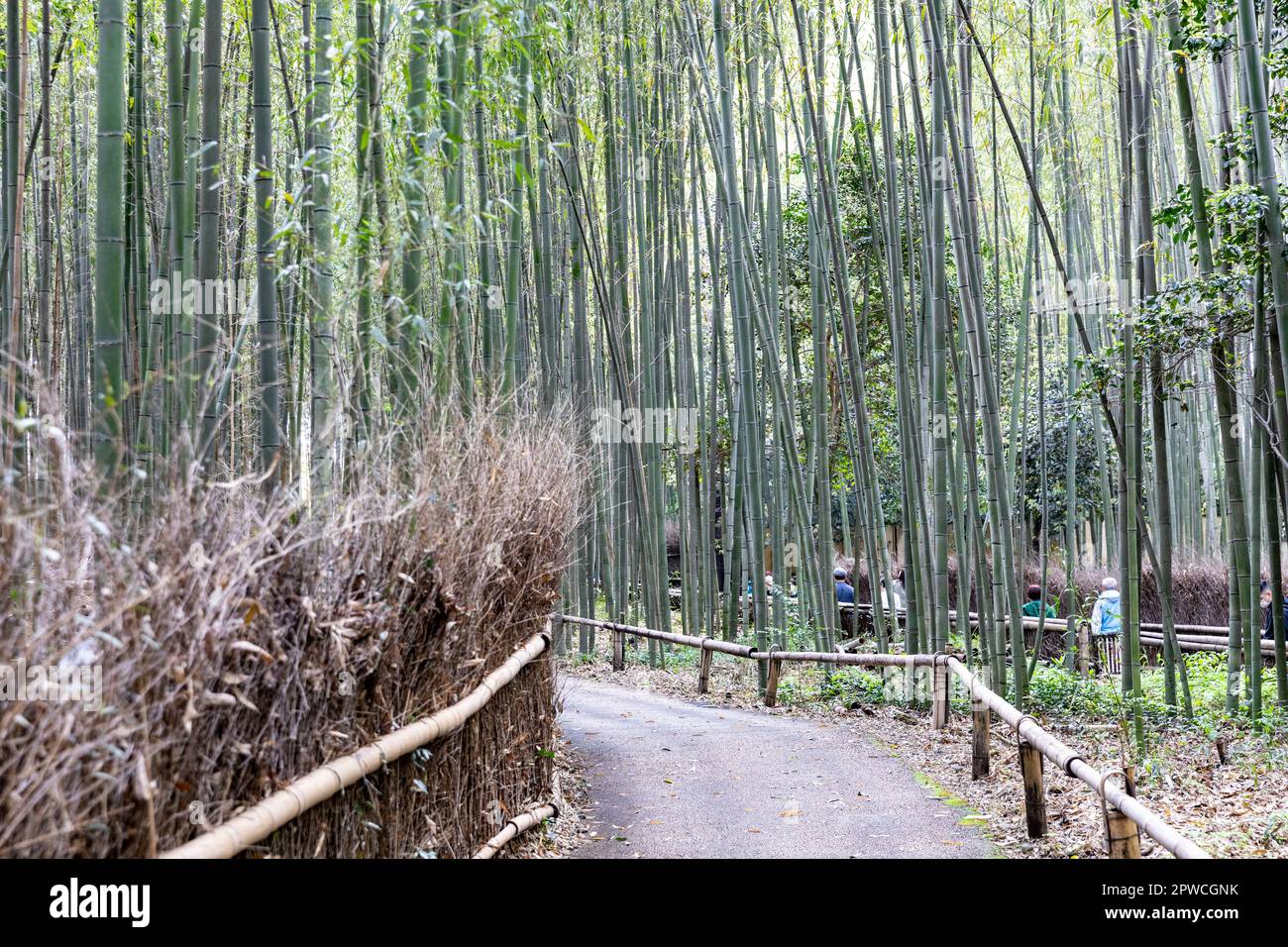 Arashiyama bamboo forest,April 2023, tourist visitors walking through