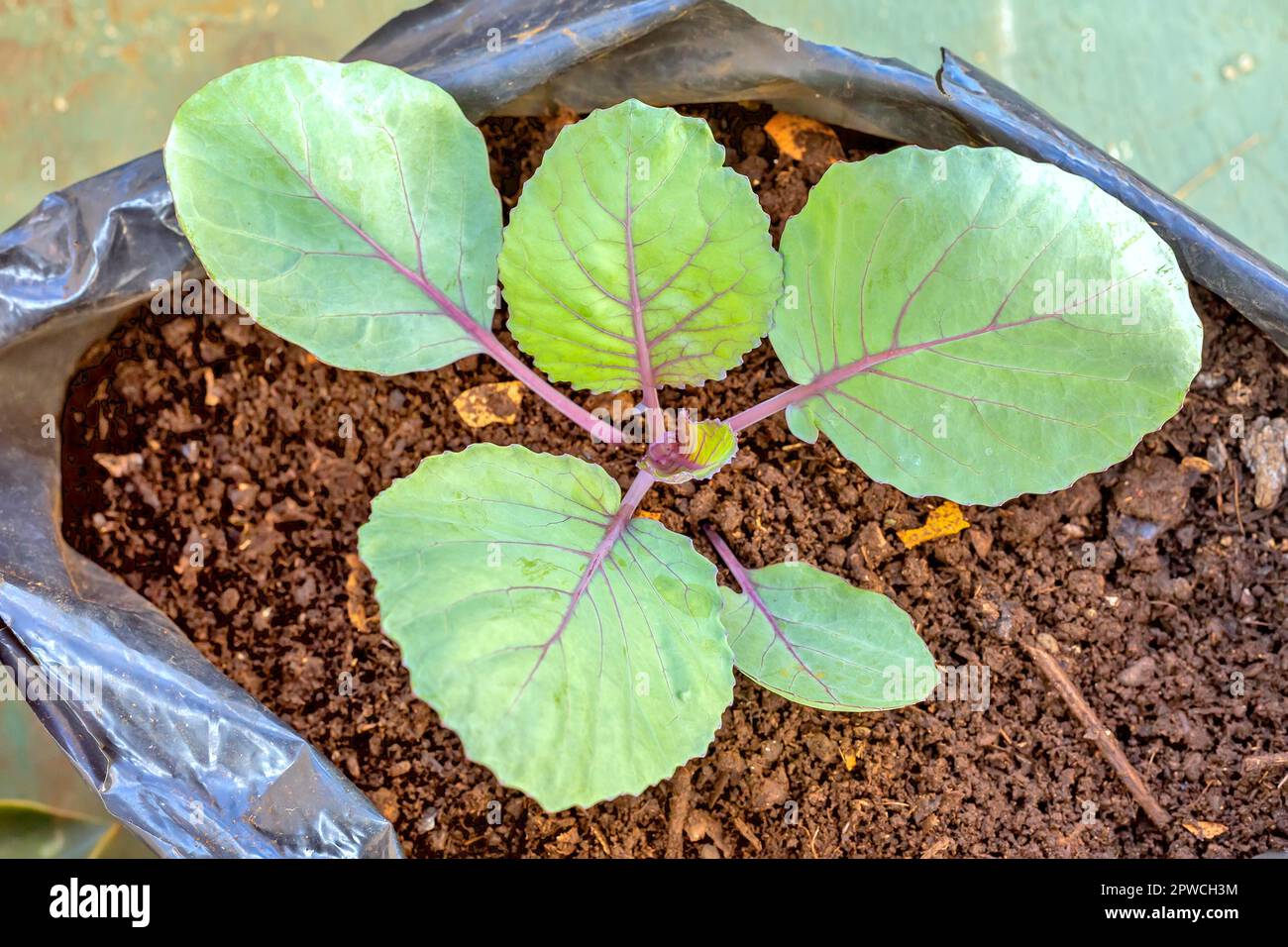 The red cabbage (purple-leaved varieties of Brassica oleracea Capitata ...