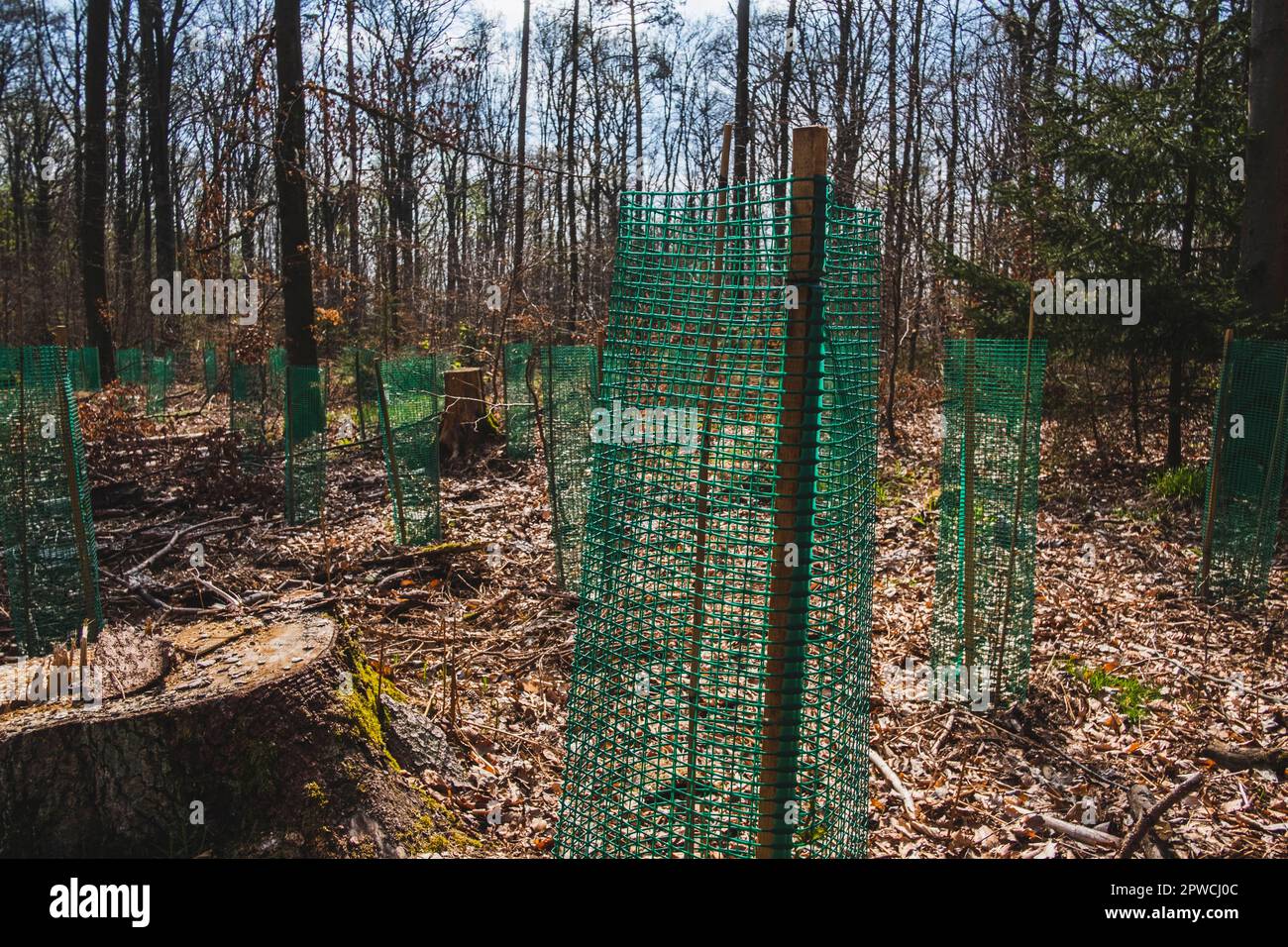 Young pine seedlings with tree guard during afforestation Stock Photo