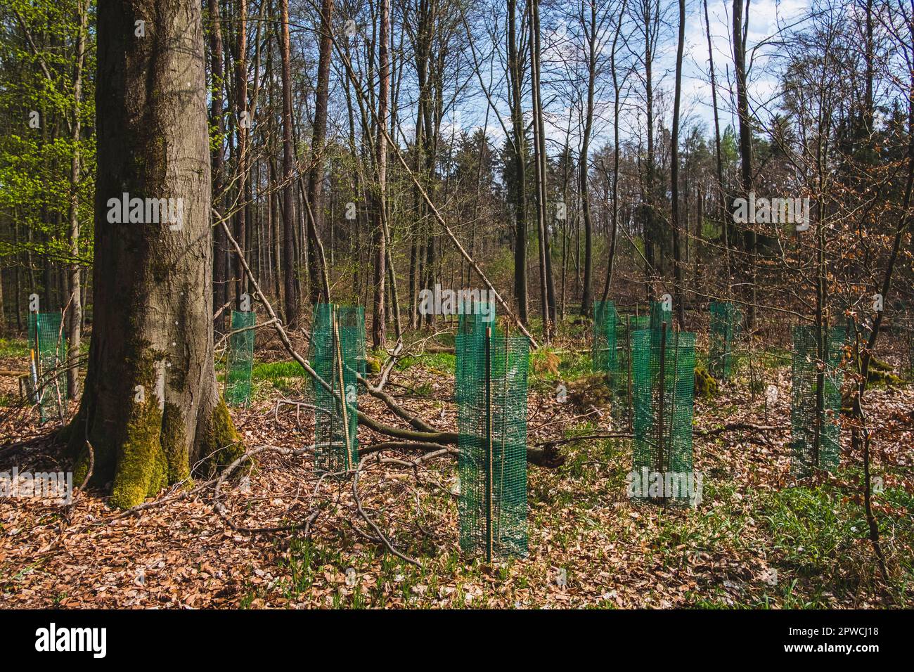 Young pine seedlings with tree guard during afforestation Stock Photo