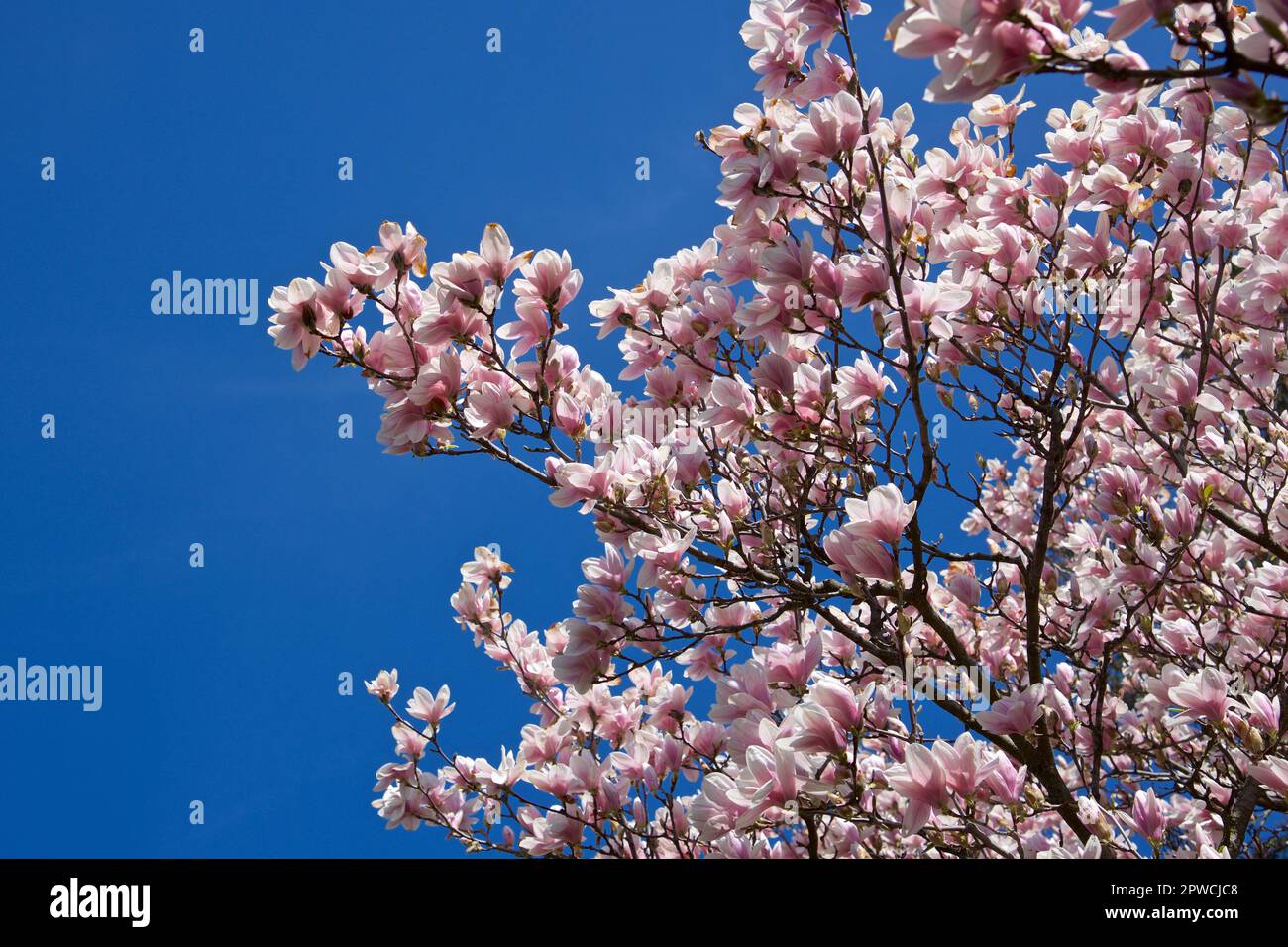 Magnolia tree in foreground hi-res stock photography and images - Alamy