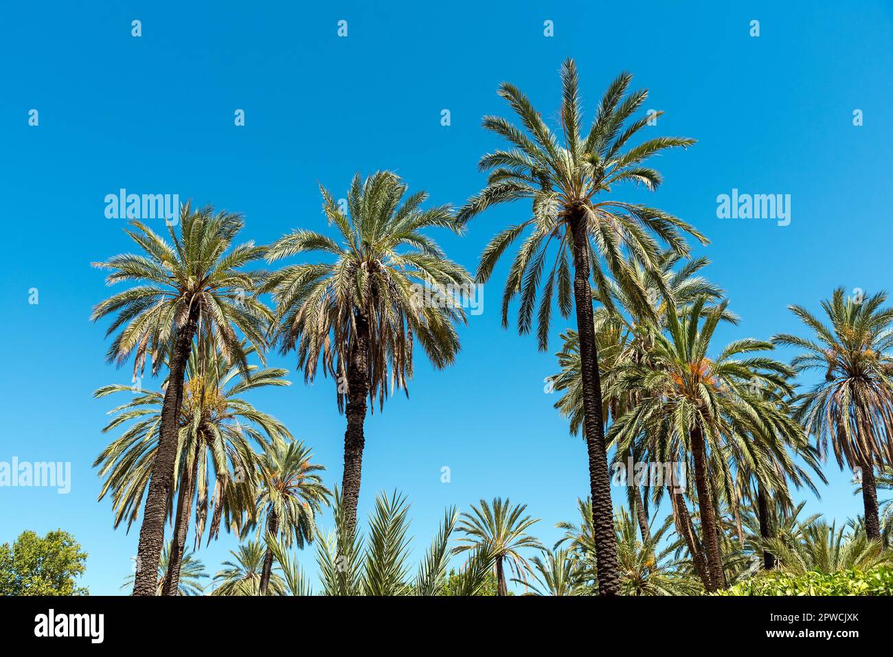 Palm trees against a blue sky seen in the tropics Stock Photo