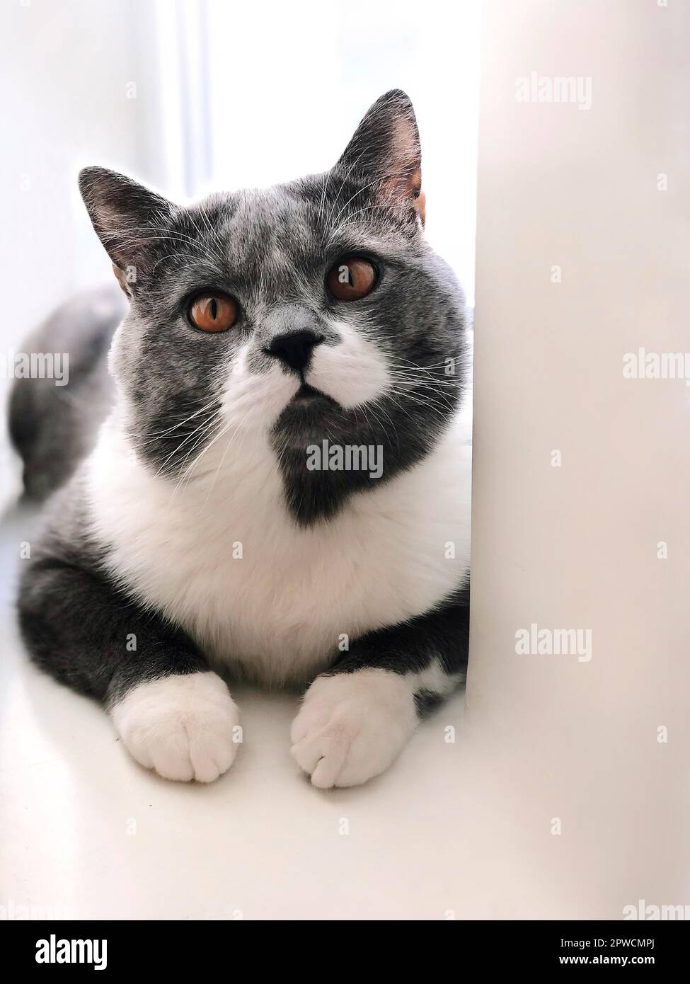 Gray and white cat with orange eyes chilling on edge of white window in ...
