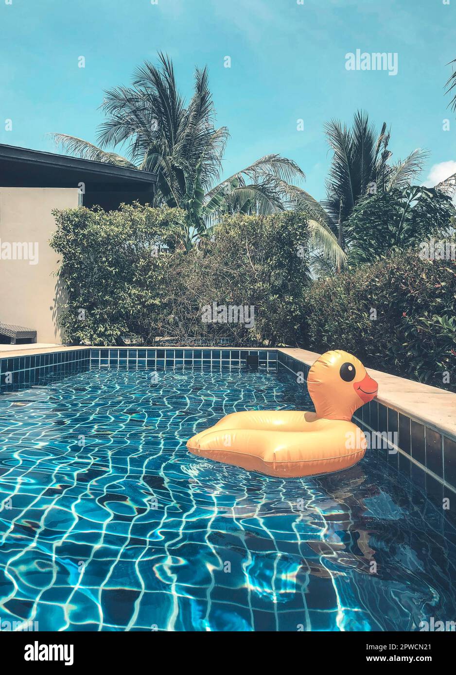 Yellow duck inflatable ring floating in swimming pool surrounding with palm trees on hot sunny summer day at backyard of modern holiday house or Stock Photo
