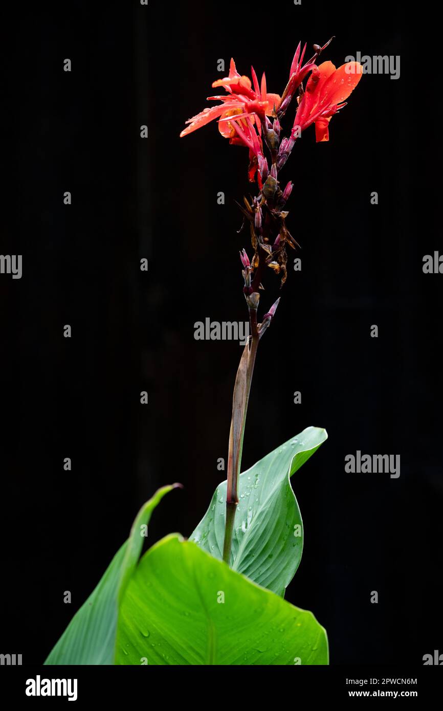 Indian flower cane, also edible canna, achira or kapacho, pretoria canna lily (Canna indica) Stock Photo