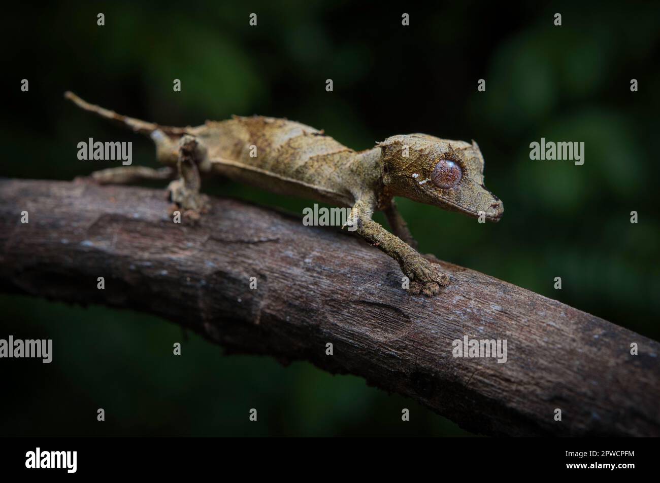 Leaf-tailed gecko (Uroplatus fetsy) in the dry forests of northern Madagascar Stock Photo