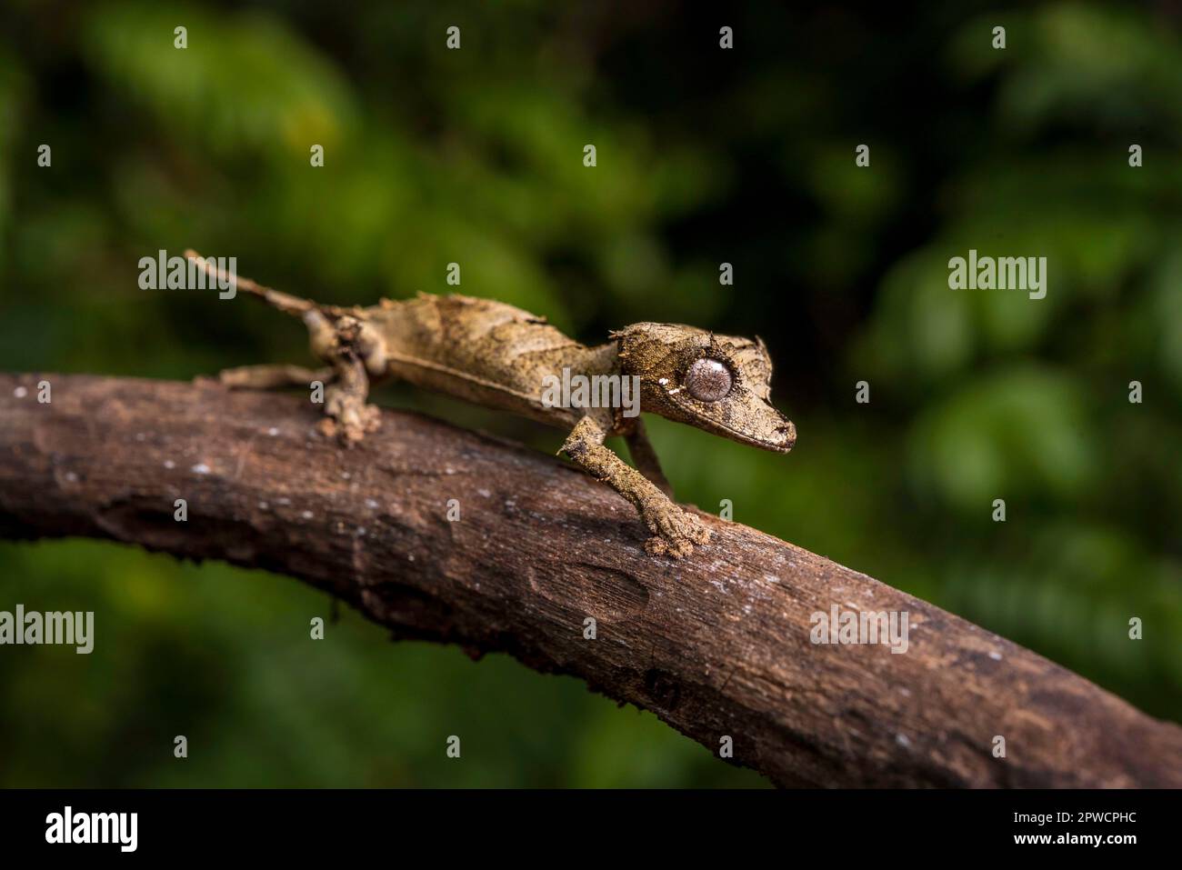 Leaf-tailed gecko of the genus (Uroplatus fetsy) in the dry forests of Daraina in northern Madagascar Stock Photo
