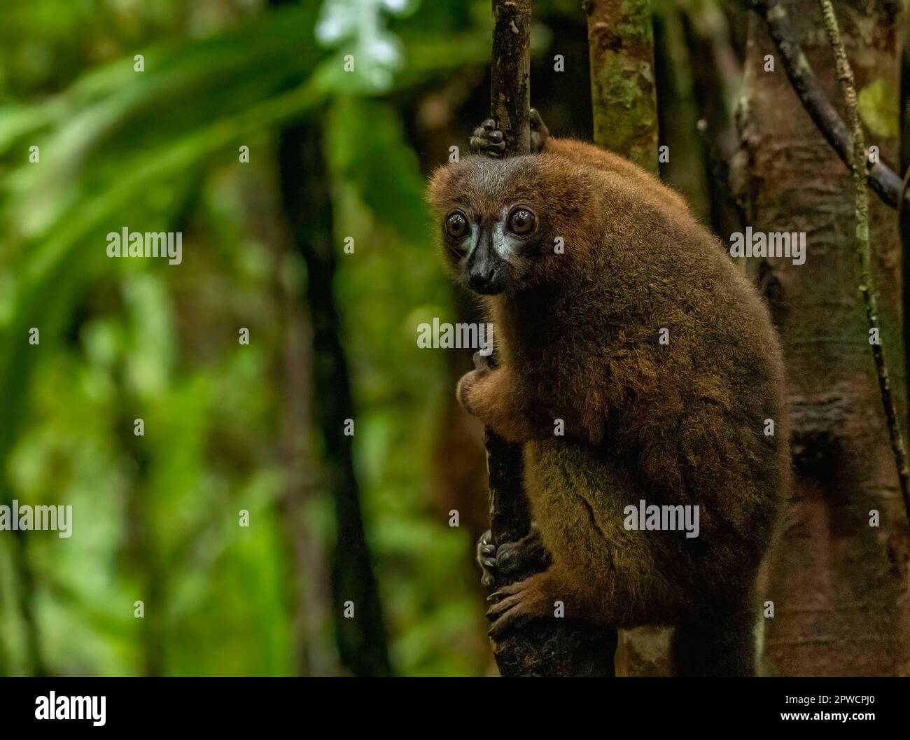 Male red-bellied lemur (Eulemur rubriventer) in the rainforests of ...