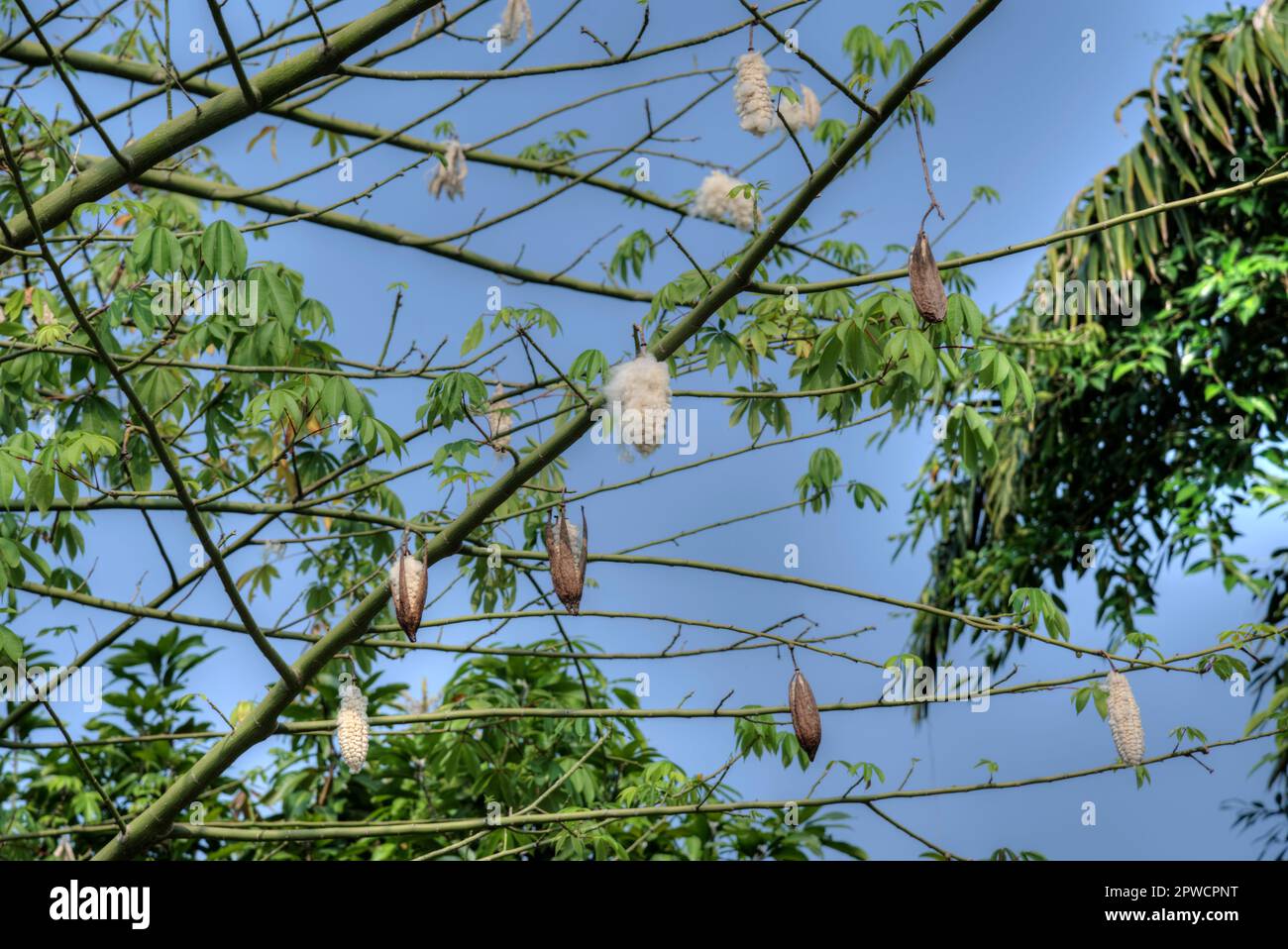 the cottonlike fluff seed pods hanging on the cotton tree branches