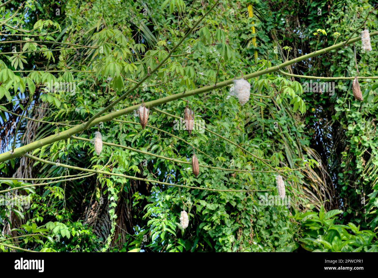 the cottonlike fluff seed pods hanging on the cotton tree branches