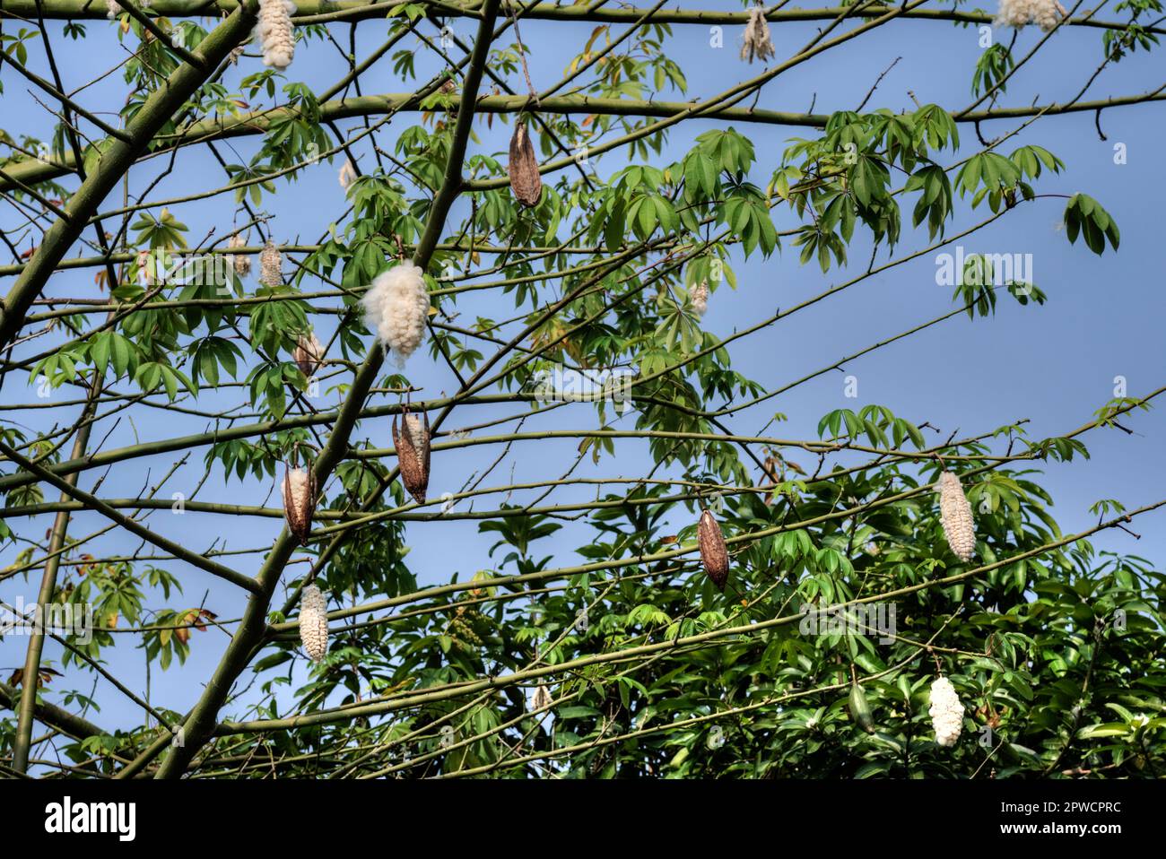 the cottonlike fluff seed pods hanging on the cotton tree branches