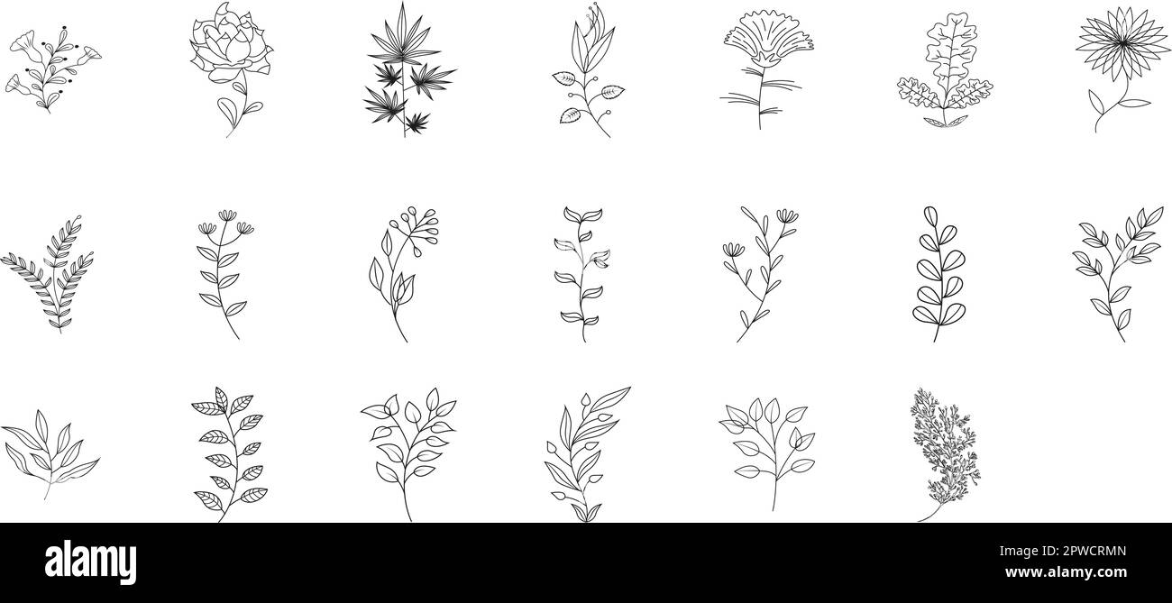 a set of medicinal edible plants, leaf flowers and berries in the