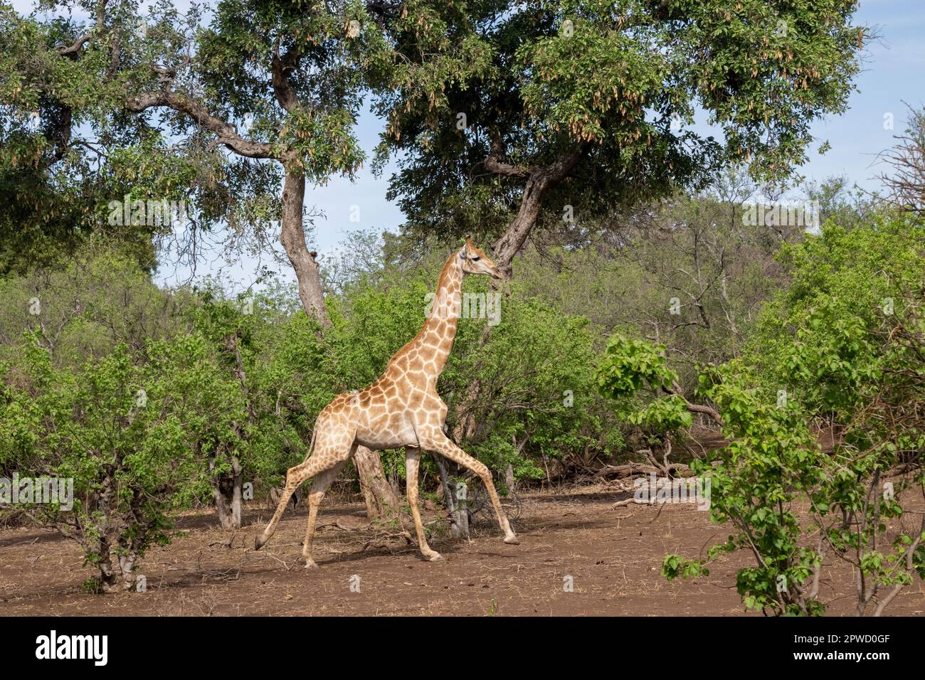 Giraffe Running through the Brush in Botswana Stock Photo