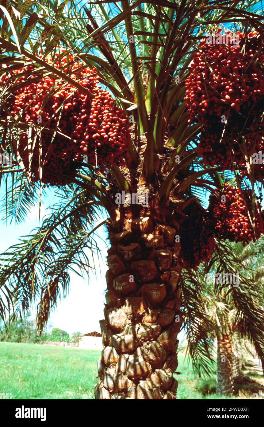 Date palm with bunches of fruit, Oman Stock Photo Alamy