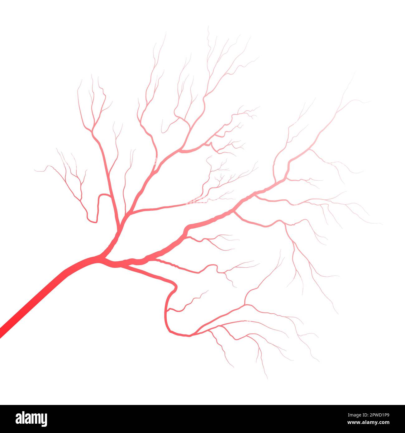 Human eye blood veins vessels silhouettes vector illustration isolated