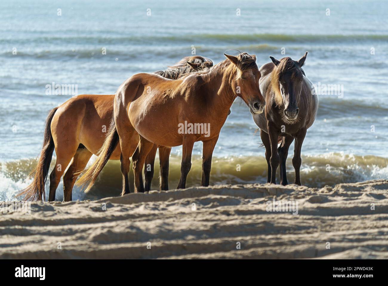 Three wild horses standing at the water's edge as waves roll onto the