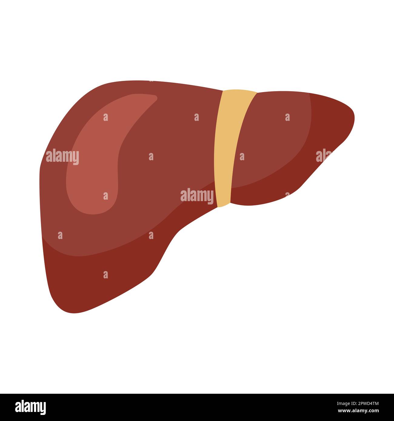 Vitamin b12enriched liver cartoon illustration Stock Vector Image & Art Alamy