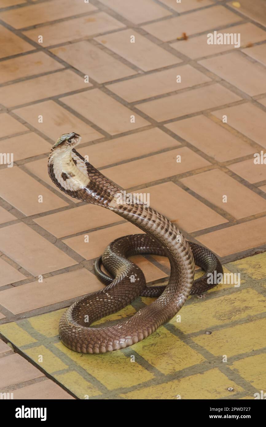 Cobra is on the floor Is a medium sized snake There is one serious poison. Stock Photo