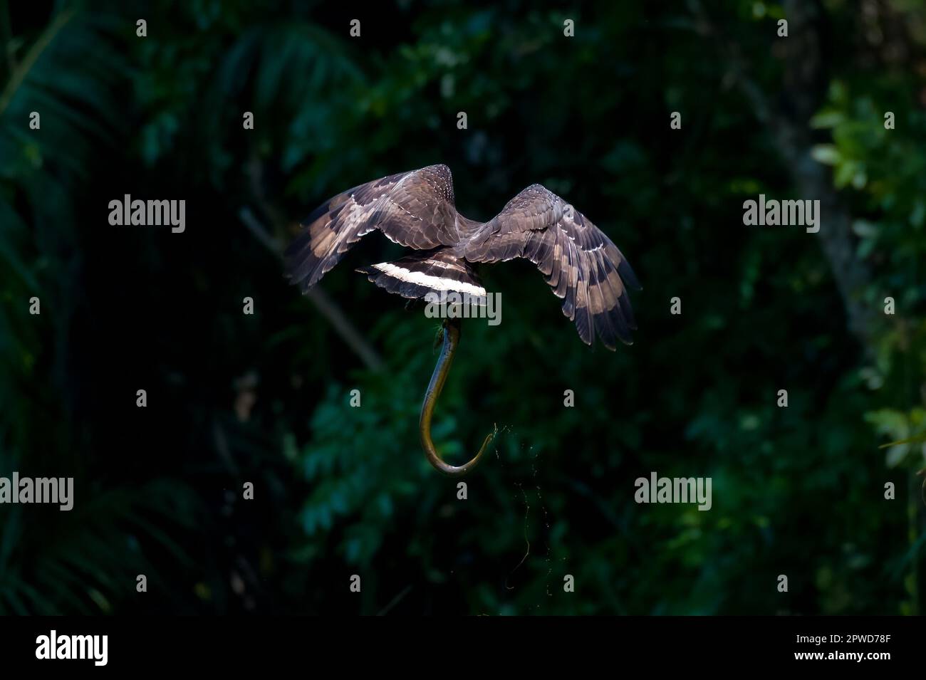 crested serpent eagle with kill Stock Photo