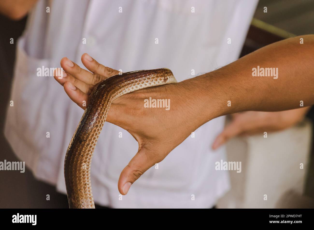 Sunbeam snake on the hands of men Is a non-venomous snake The body is black to dark brown. Stock Photo
