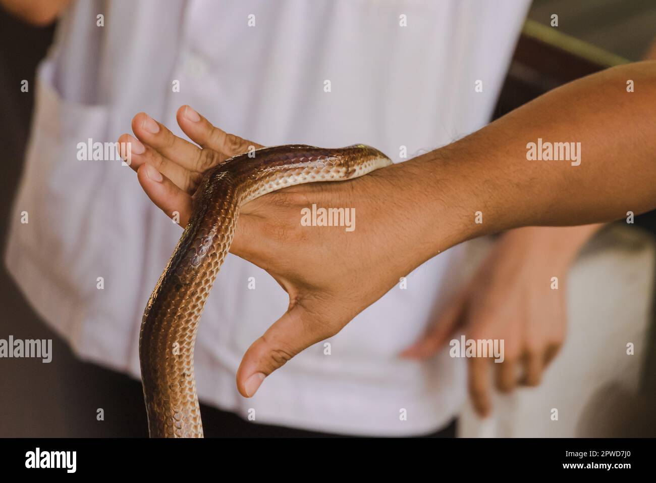 Sunbeam snake on the hands of men Is a non-venomous snake The body is black to dark brown. Stock Photo