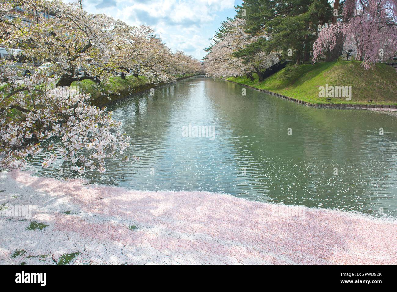 Cherry trees with pink flowers in the park. Cherry blossom festival in the beautiful morning sun of spring. Stock Photo