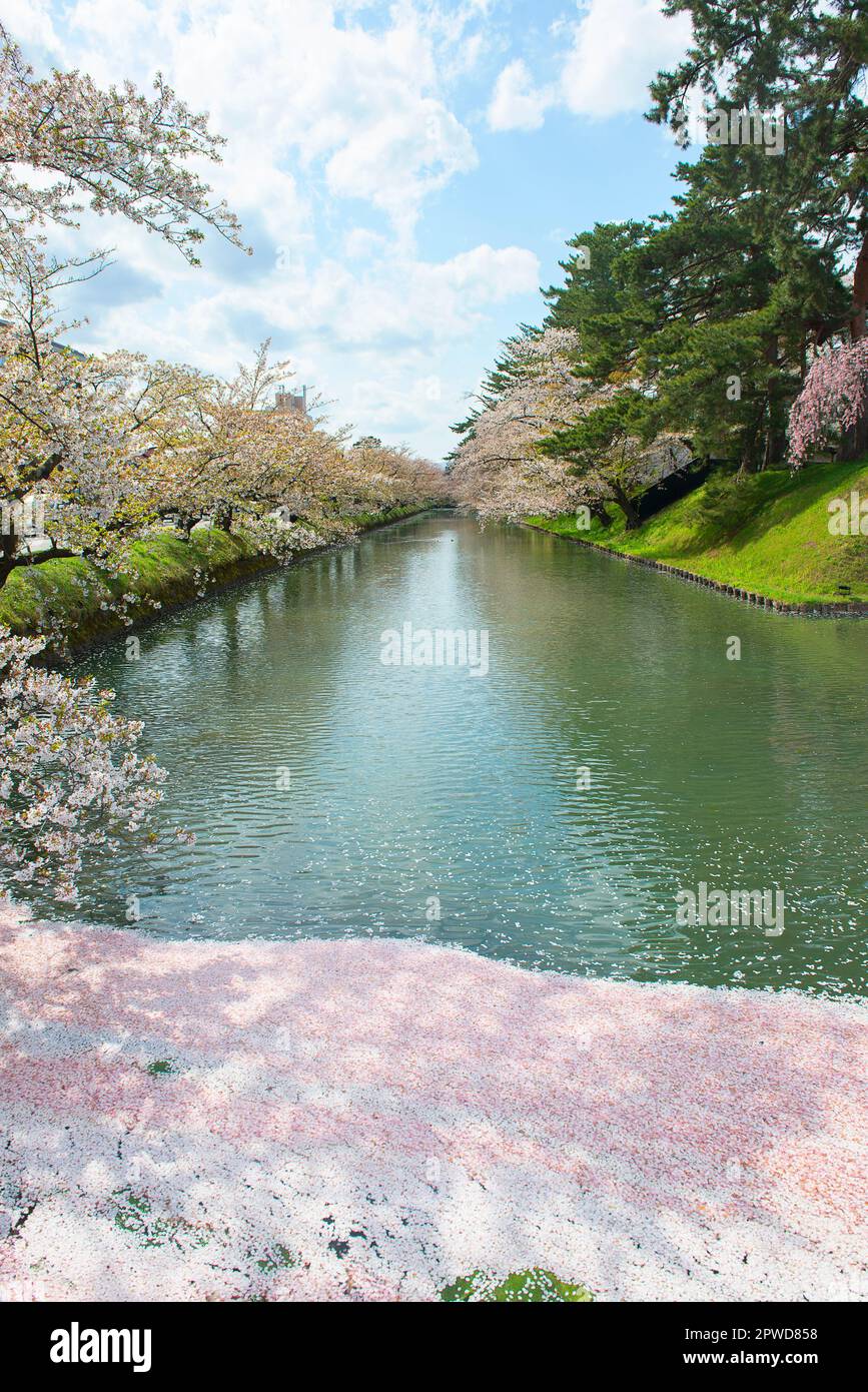 Cherry trees with pink flowers in the park. Cherry blossom festival in the beautiful morning sun of spring. Stock Photo